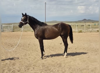 Thoroughbred, Gelding, 12 years, Bay