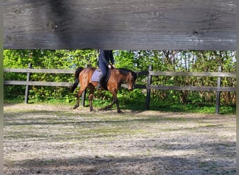 Thoroughbred, Gelding, 13 years, 15.1 hh, Brown