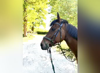 Thoroughbred, Gelding, 13 years, 15.1 hh, Brown