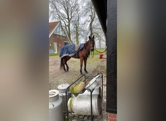 Thoroughbred, Gelding, 13 years, 15.1 hh, Brown