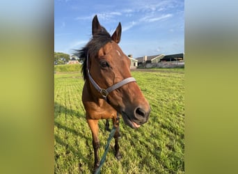 Thoroughbred, Gelding, 13 years, 15.1 hh, Brown