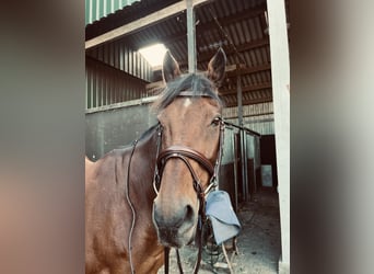 Thoroughbred, Gelding, 13 years, 15.1 hh, Brown