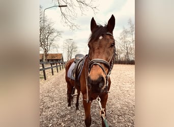 Thoroughbred, Gelding, 13 years, 15.1 hh, Brown