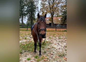 Thoroughbred, Gelding, 13 years, 15.1 hh, Brown