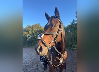 Thoroughbred, Gelding, 13 years, 15,2 hh, Bay-Dark