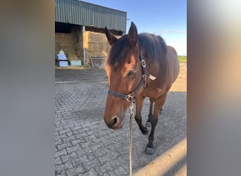 Thoroughbred, Gelding, 13 years, 15,1 hh, Brown