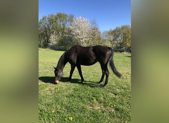 Thoroughbred, Gelding, 13 years, 15,2 hh, Bay-Dark