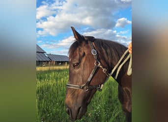 Thoroughbred, Gelding, 13 years, 15,2 hh, Bay-Dark