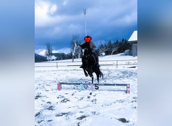 Thoroughbred, Gelding, 13 years, 15,2 hh, Black