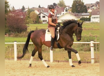 Thoroughbred, Gelding, 13 years, 16,1 hh, Bay-Dark