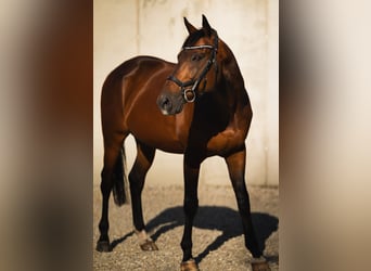 Thoroughbred, Gelding, 13 years, 16,2 hh, Brown