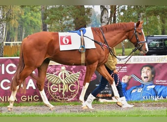 Thoroughbred, Gelding, 13 years, 16.2 hh, Chestnut