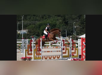 Thoroughbred, Gelding, 13 years, 16.2 hh, Chestnut