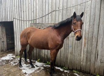 Thoroughbred, Gelding, 13 years, 16 hh, Brown