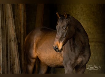 Thoroughbred, Gelding, 13 years, 16,1 hh, Bay-Dark