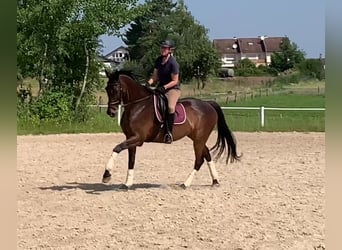 Thoroughbred, Gelding, 13 years, 16,2 hh, Bay-Dark