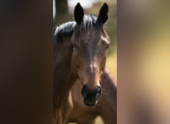 Thoroughbred, Gelding, 13 years, 16,2 hh, Brown