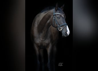 Thoroughbred, Gelding, 14 years, 15,2 hh, Bay-Dark