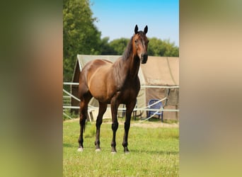 Thoroughbred, Gelding, 14 years, 16 hh, Bay-Dark