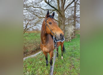 Thoroughbred, Gelding, 14 years, 16 hh, Brown