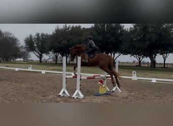 Thoroughbred, Gelding, 14 years, 16 hh, Chestnut-Red