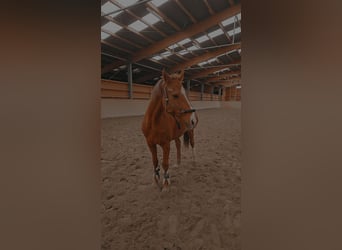 Thoroughbred, Gelding, 14 years, 16 hh, Chestnut-Red