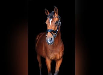 Thoroughbred, Gelding, 14 years, 16,1 hh, Brown