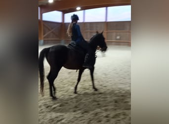 Thoroughbred, Gelding, 15 years, 15,1 hh, Bay-Dark