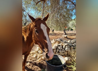 Thoroughbred, Gelding, 15 years, 15,2 hh, Champagne