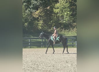 Thoroughbred, Gelding, 15 years, 16.1 hh, Black