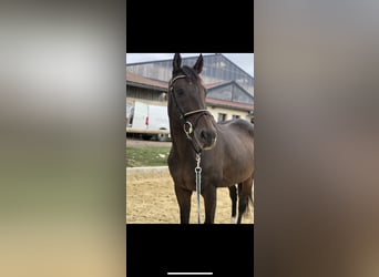 Thoroughbred, Gelding, 15 years, 16,1 hh, Brown