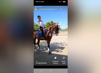 Thoroughbred, Gelding, 15 years, 16.1 hh, Brown