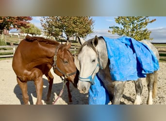 Thoroughbred, Gelding, 15 years, 16.3 hh, Chestnut