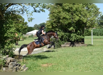 Thoroughbred, Gelding, 15 years, 16 hh, Brown