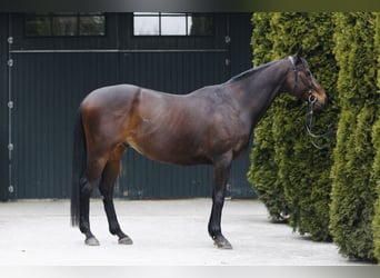 Thoroughbred, Gelding, 15 years, 16 hh, Brown
