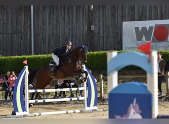 Thoroughbred, Gelding, 15 years, 16 hh, Brown