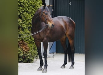 Thoroughbred, Gelding, 15 years, 16 hh, Brown