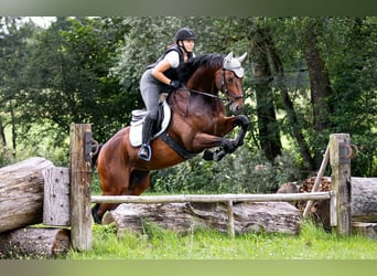 Thoroughbred, Gelding, 15 years, 16 hh, Brown