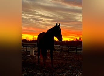 Thoroughbred, Gelding, 15 years, 16,1 hh, Black