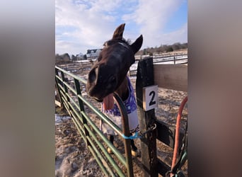 Thoroughbred, Gelding, 15 years, 16,1 hh, Black