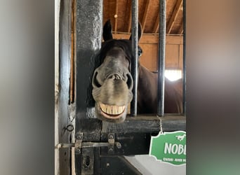 Thoroughbred, Gelding, 15 years, 16,1 hh, Black