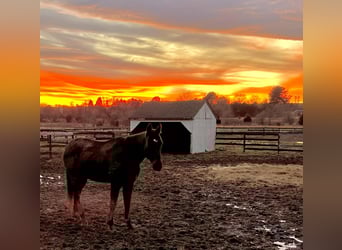 Thoroughbred, Gelding, 15 years, 16,1 hh, Black