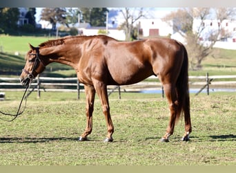 Thoroughbred, Gelding, 15 years, 16,3 hh, Chestnut
