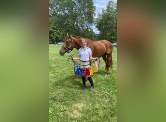 Thoroughbred, Gelding, 15 years, 16,3 hh, Chestnut