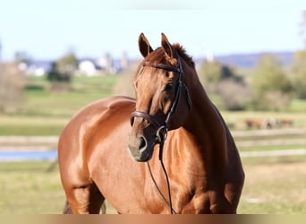 Thoroughbred, Gelding, 15 years, 16,3 hh, Chestnut