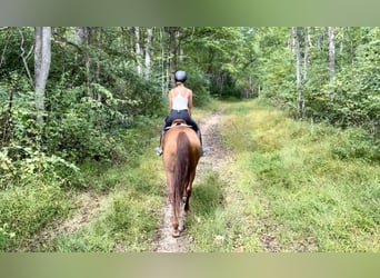 Thoroughbred, Gelding, 15 years, 16,3 hh, Chestnut