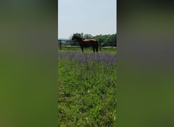 Thoroughbred, Gelding, 15 years, 17 hh, Chestnut-Red