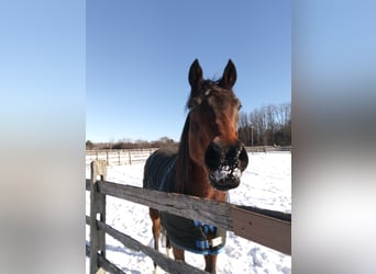 Thoroughbred, Gelding, 15 years, Bay