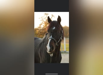 Thoroughbred, Gelding, 16 years, 16 hh, Black