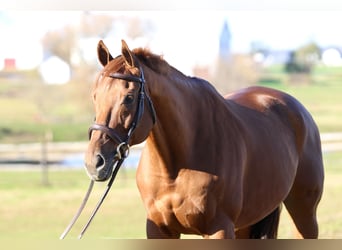 Thoroughbred, Gelding, 16 years, 16,3 hh, Chestnut